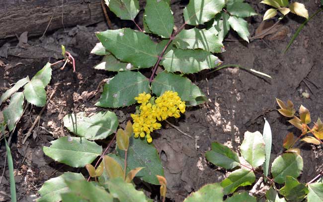 Berberis repens, Creeping Barberry, Southwest Desert Flora